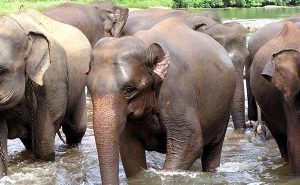 Sri Lanka