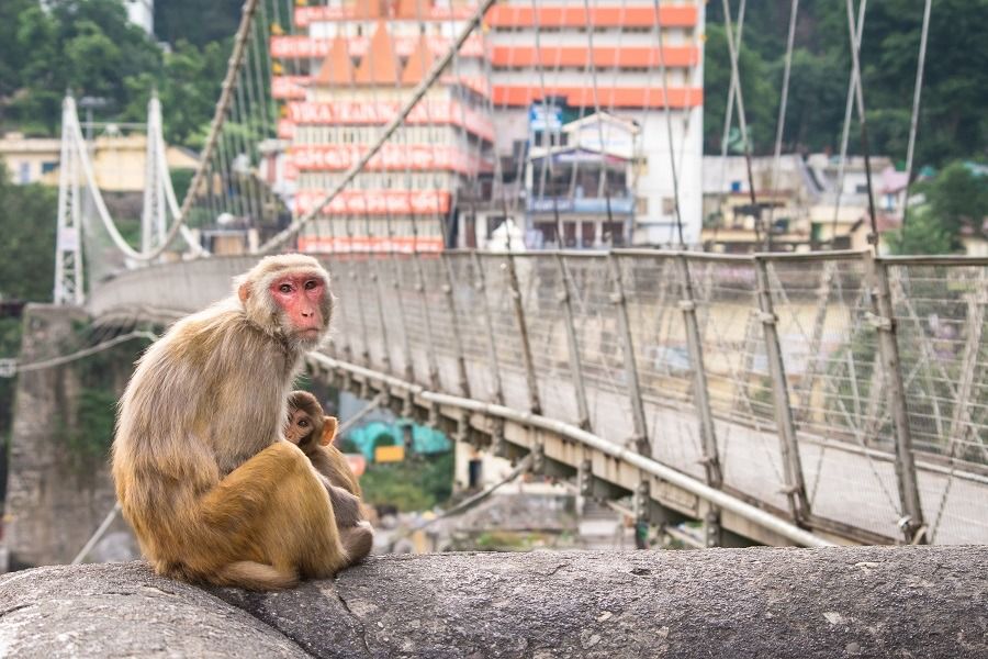 Rishikesh