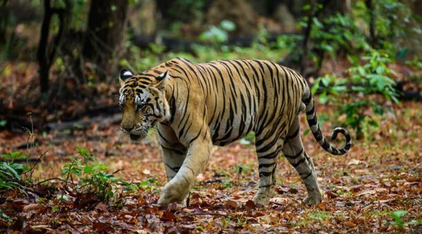 tiger reserve