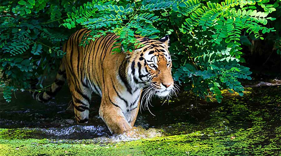 tigre