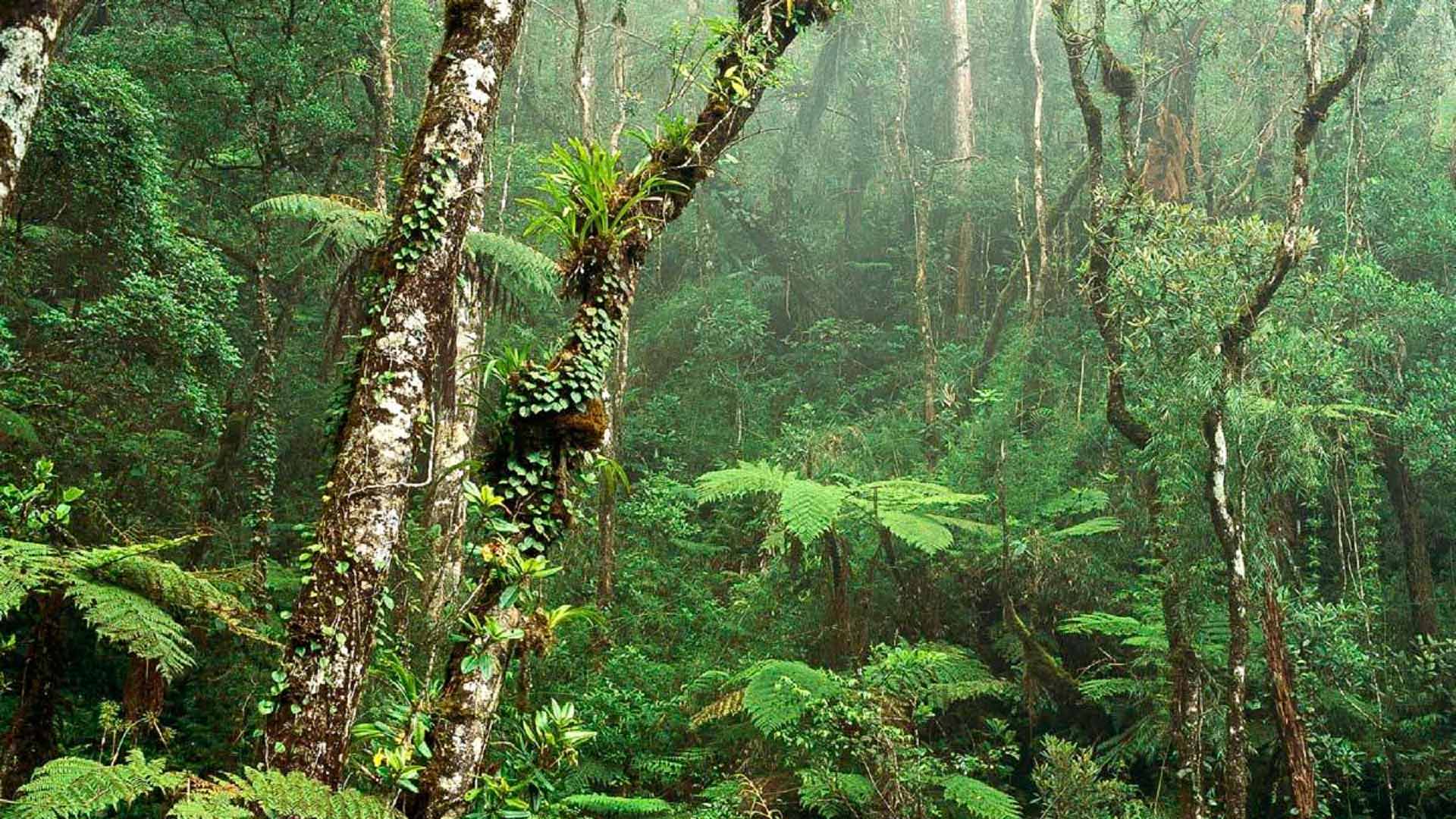 Borneo