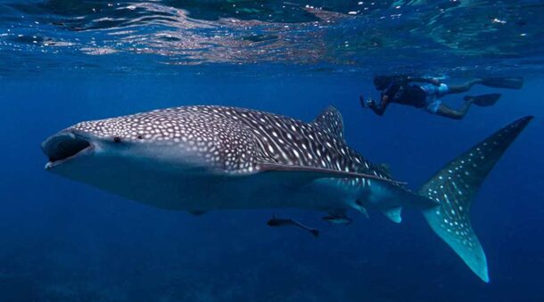 whale shark