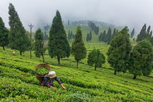 sikkim