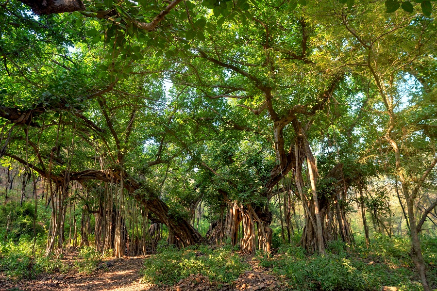 clima dell'india