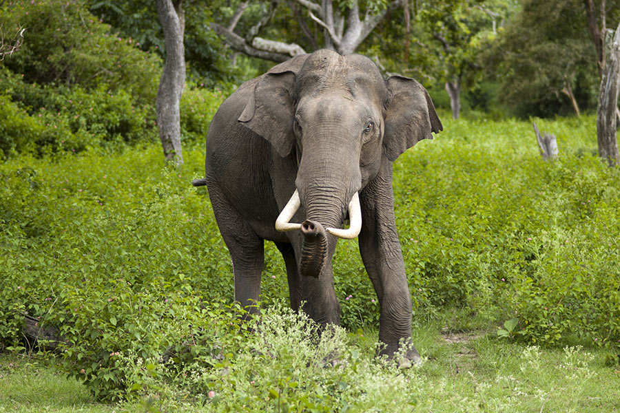 elefante indiano