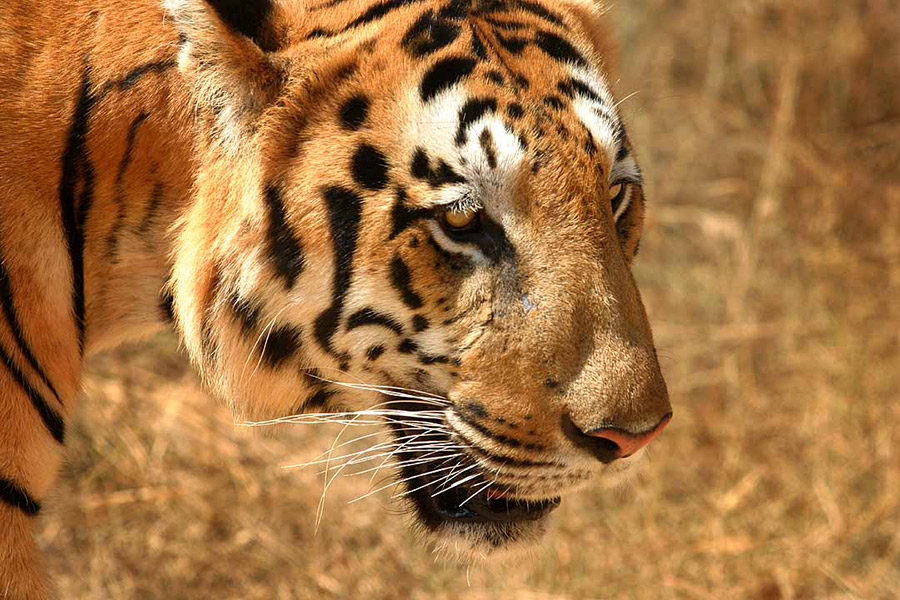 tigre india del sud