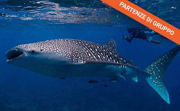Maldive: crociera e snorkeling con gli squali balena