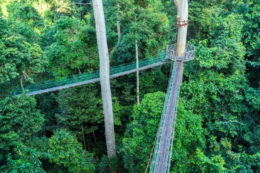 borneo rainforest lodge