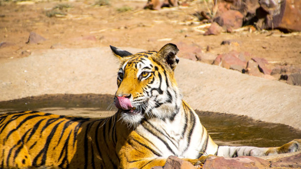 Bandhavgarh