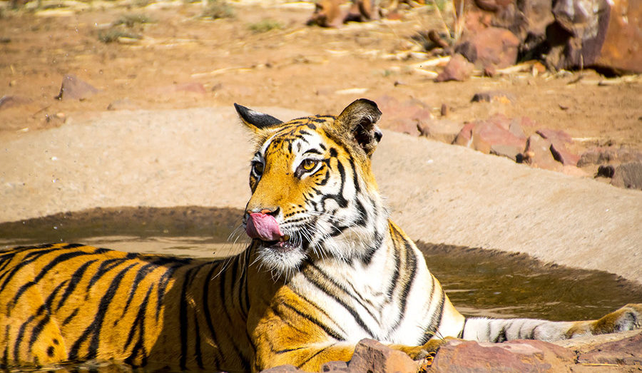 Bandhavgarh