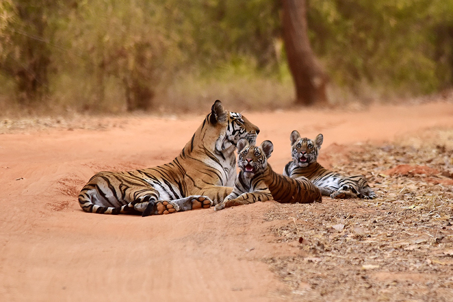 Bandhavgarh