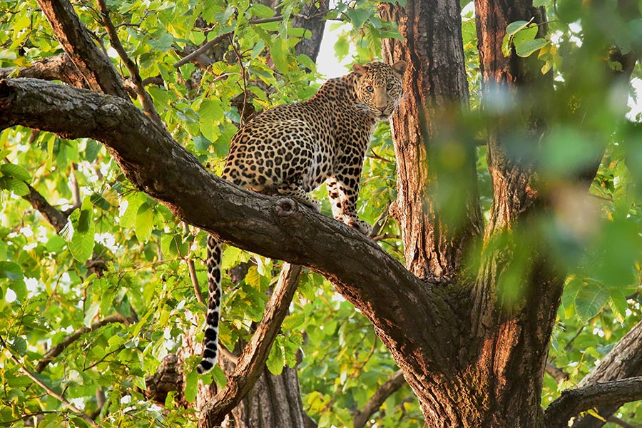 Bandhavgarh