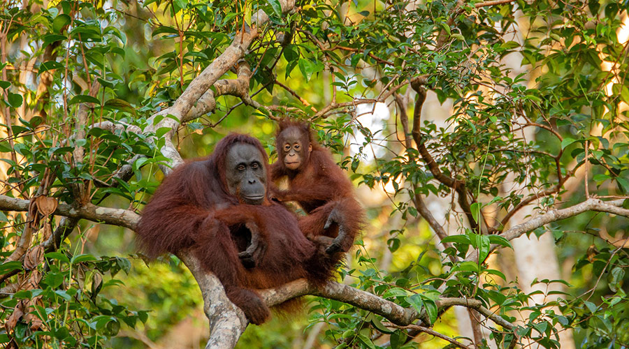 borneo foreste