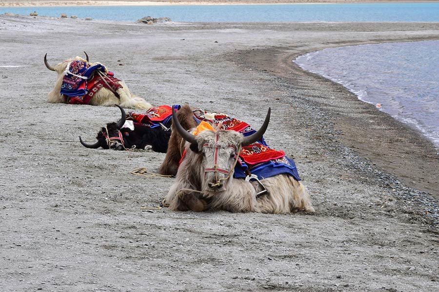 lago pangong