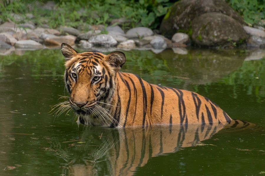 Tigre del Bengala