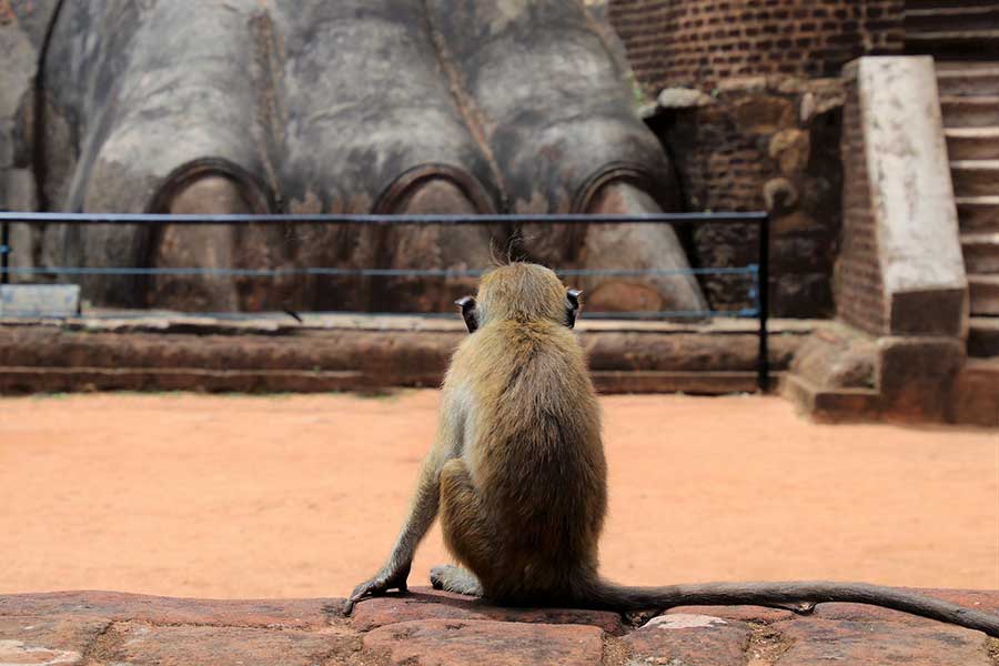 sri lanka