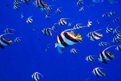 crociera maldive