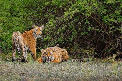 tigers reserve