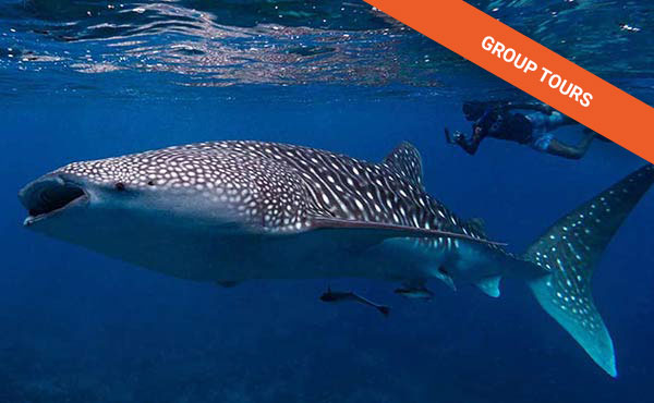 Maldives: Cruise and Snorkeling with Whale Sharks WHALE SHARK