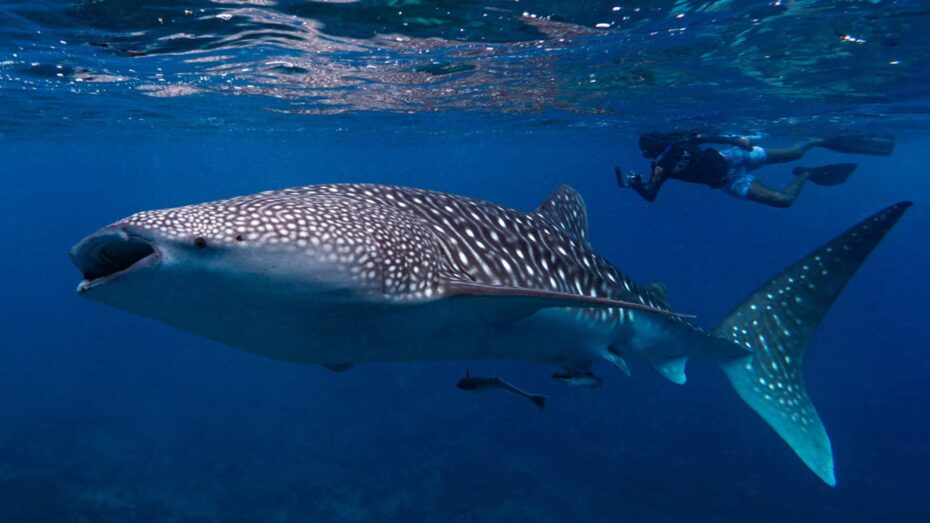 whale shark