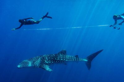 whale shark