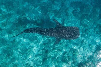whale shark