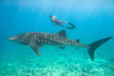 whale shark