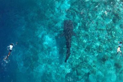 whale shark